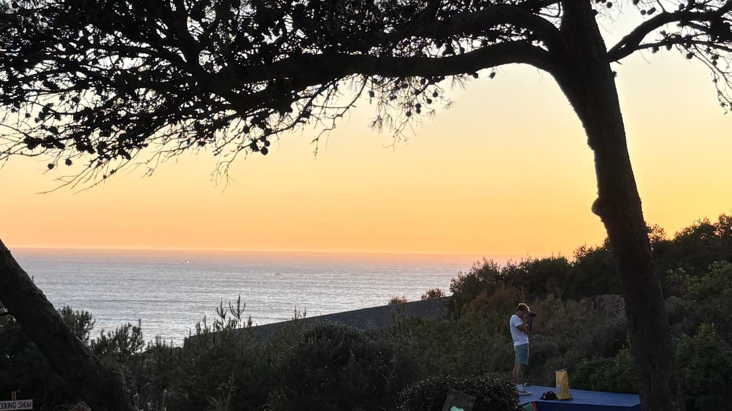Pine branches silhouetted against the ocean at dusk